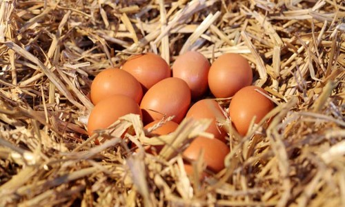Köy Tavuğu Yumurtası